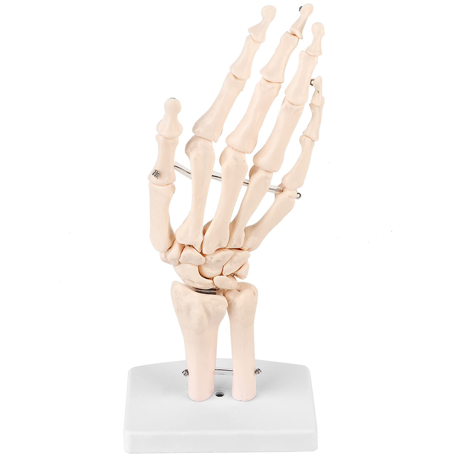 Walfront Human Wrist Hand Skeleton Model Anatomical Model 1:1 Human Hand Study Skeleton Life Size for Schools Hospital Laboratory Equipment