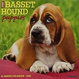 Just Basset Hound Puppies 2019 Wall Calendar (Dog Breed Calendar) by 