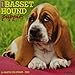 Just Basset Hound Puppies 2019 Wall Calendar (Dog Breed Calendar) by 