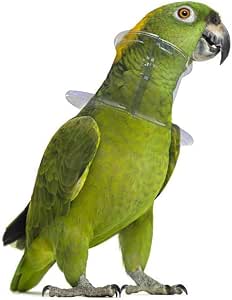 Amazon.com: POPETPOP Collar para pájaro para mascotas loro antimordedura  collar anticogimiento de plumas de lágrimas curación de heridas práctica  cubierta para cuello para guacamayo Budgies africanos paracakeet cacatiel,  L, Picture 1 :