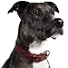 Logical Leather Padded Dog Collar - Best Full Grain Heavy Duty Genuine Leather Collar - Brown - Large