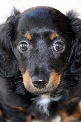 furry weiner dog