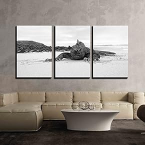 3 Piece Canvas Wall Art - Galapagos Marine Iguana - Modern Home Art Stretched and Framed Ready to Hang - 16"x24"x3 Panels