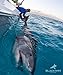 BlacktipH Monster Shark Rig - Surf Fishing Rig with Mustad Circle Hook - Shark Leader for Hammerhead, Tiger, Bull, Goliath Grouper - 1 Rig