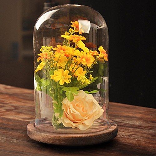 Reelva Decorative Clear Glass Cloche Bell Jar Display Case (D11cmH20cm)
