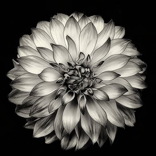Amazon.com: Flower Photography, The Dahlia Project - 24, Dahlia, Fine