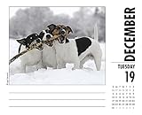 Image de Just Jack Russells 2017 Box Calendar (Dog Breed Calendars)