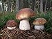 King Bolete Mushroom (Boletus edulis Bull) Mycelium Spores Spawn Dried Seeds