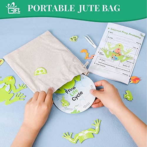 GiftAmaz Frog Anatomy Model Dissection Kit for Kids, Soft Felt Frog Science Lab Toy, Biology and