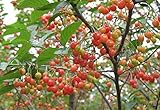 Kristin Cherry Tree Seeds - 20 Cherry Seeds - Qualityseeds4less Exclusive