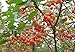 Kristin Cherry Tree Seeds - 20 Cherry Seeds - Qualityseeds4less Exclusive primary