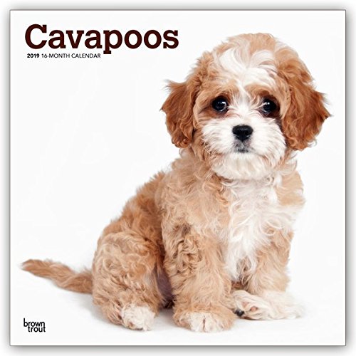 [R.e.a.d] Cavapoos 2019 Calendar [T.X.T]