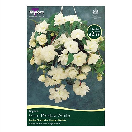 Begonia White Pendula Giant Bulbs x3