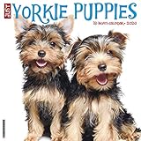 Just Yorkie Puppies 2020 Wall Calendar (Dog Breed Calendar) by 