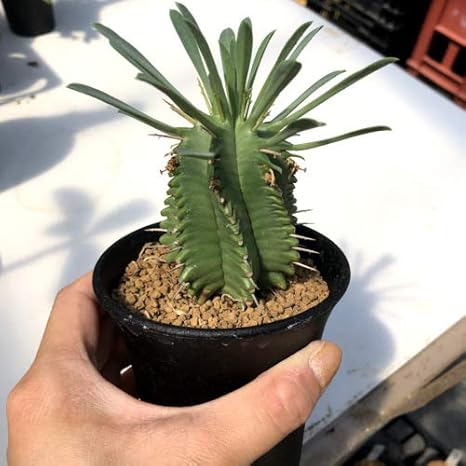 Amazon Co Jp 多肉植物 ユーフォルビア Sp B ホーム キッチン