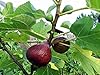 2 Brown Turkey/ Mission Fig Plants in 4 Inch Containers, Well Rooted and Sturdy!