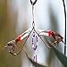 Best Copper Hummingbirds Tube Feeder See-Saw - Perfect for Nectar Feeders - New Bee & Wasp Proof Design