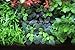 Lobelia Cardinalis Dwarf Live Aquarium Plants by AquariumPlantsFactory BUY2GET1FREE