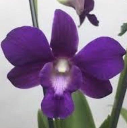 Dendrobium (Emma X Waipahu Pink) In Mehr/Bloom by Farmerly