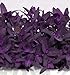Purple Passion Spinach 100 Seeds - Old but NEW! -Veggie - Hirt's Gardens