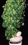 Baboon's Cucumber Vine 10 Seeds - Kedrostis - Bonsai
