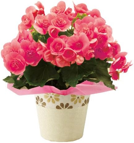 Amazon リーガスベゴニア ピンク 母の日カード付き 観葉植物 オンライン通販