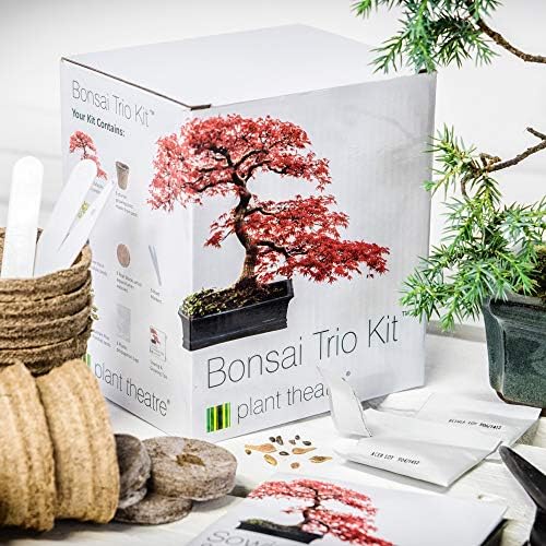 Kit Bonsaï à Faire Pousser Plant Theatre Bonsai Trio Kit Ensemble de 3 bonsaïs à Faire Pousser