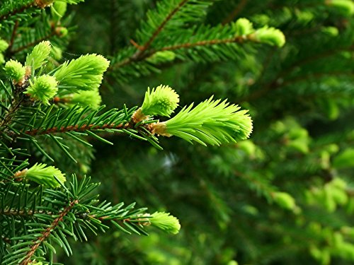 FIR NEEDLE FOREST TYPE FRAGRANCE OIL - 8 OZ - FOR CANDLE & SOAP MAKING BY FRAGRANCEBUDDY - FREE S&H IN USA