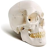 Classic Numbered Human Skull Model, Life Size 9