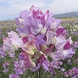 Annual Prima Ballerina Tri-Color Sweet Pea Certified 25 Seeds #011 Item UPC#636134972861
