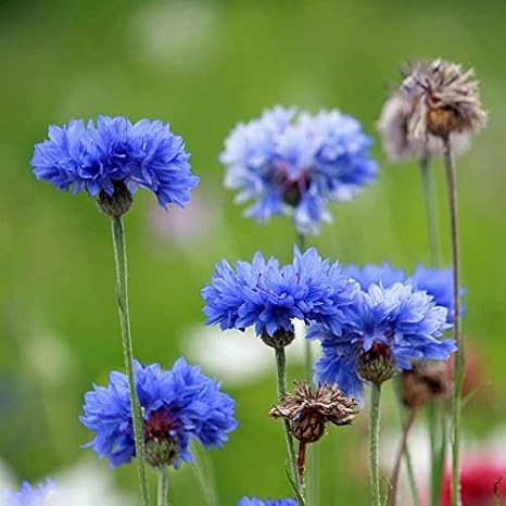 Amazon 観賞用植物 矢車菊 ヤグルマギク ヤグルマソウ 矢車菊種 ヤグルマギクの種 ヤグルマソウ種 種子 ガーデニング 高い発芽率 0 個 花