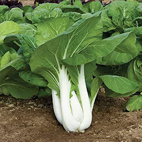 LIODER 50/100 Pcs Pak Choy Seeds - Vegetable Seeds