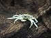 5 Live Thai Micro Spider Crabs (Limnopilos naiyanetri) - 1/4 to 1/2 inch in Diameter - Fully Aquatic! by Aquatic Arts