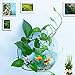 kathson Wall Fish Bowl Acrylic Hanging Aquarium Wall Mounted Bubble Betta Fish Tank Bowl Decor Plant (7.28in)