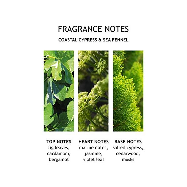 Molton-Brown-Coastal-Cypress-Sea-Fennel-Bath-and-Shower-Gel-300ml Molton Brown Coastal Cypress Sea Fennel Bath and Shower Gel,300 ml (Pack of 1)