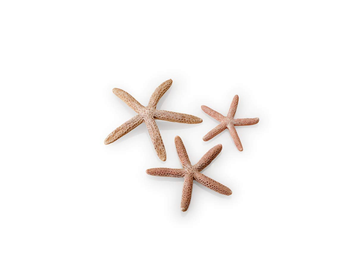 biOrb Fish Tank Decorations, Ceramic Starfish (Set of 3 Aquarium Ornaments, Natural Colour), Artificial Fish Tank Accessories To Add Colour Accent, Natural-Looking Aquarium Decor For Scenic Background