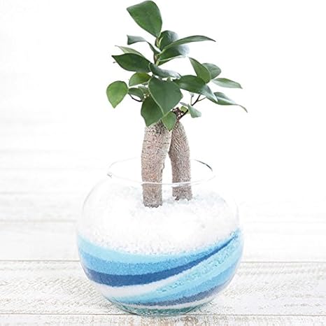 Amazon Co Jp Ruplan 観葉植物 カラーサンド ガジュマル ブルー ホーム キッチン