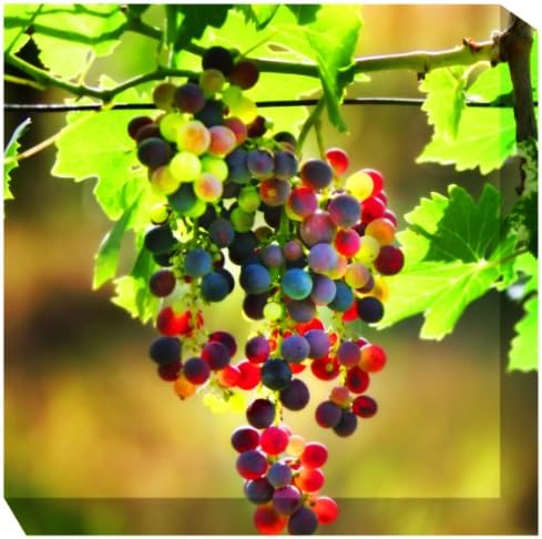 West of the Wind All-Weather Art Print, 24-Inch, Grapes 3