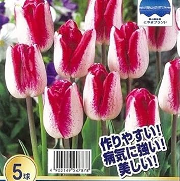 Amazon ãã¥ã¼ãªãã çæ ¹ å¯å±±ç