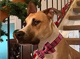 Unique style paws Christmas Dog Collar Bowtie Medium Dogs Cats 31-56cm view 4
