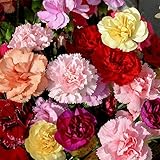 Carnation Seeds - Chabaud Mix