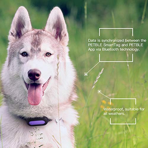 PETBLE Dog Cat Pet Smart Tag Tracker - Portable Bluetooth Wireless 4.0 Lightweight, Waterproof, Compatible with Multiple Smart Devices 24/7 Activity Monitor Pet Health Tracker for IOS Android (Purple)