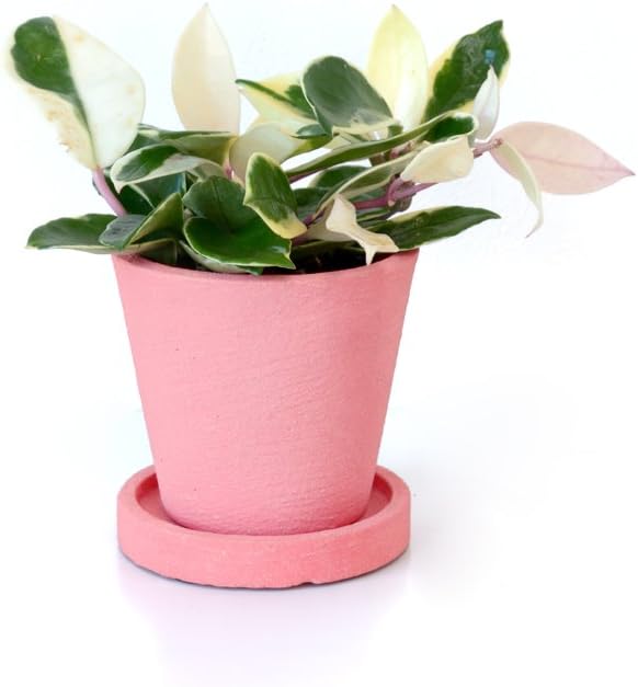 Amazon クレイポット 選べるカラー ホヤ カルノーサ バリエガタ ピンクポット ミニ 観葉植物 インテリア グリーン 観葉植物 オンライン通販