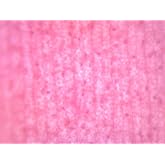 EISCO Elodea, Submerged Leaf - Prepared Microscope Slide - 75 x 25mm - Microscopy
