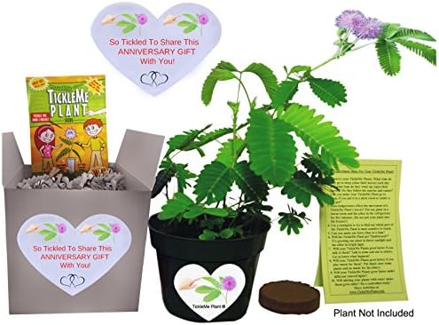 TickleMe Plant Anniversary Grow Kit - to Grow The Plant That Closes Its Leaves and Lowers Its Branches When You Tickle It!
