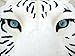 White Tiger Head Mount Wall Statue Bust