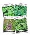Sow Right Seeds - Mint Garden Seed Collection - Peppermint, Common Mint, Lemon Mint, and Vietnamese Lemon Mint; Non-GMO Heirloom Seeds with Instructions for Starting Indoors or Outdoors;