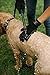Best Pet Grooming Gloves for Dogs, Cats, Horses, Rabbits. De-Shedding Brush, Bathing Tool. Animal Hair Remover for Long & Short Fur. Gentle Massager, Increasing Circulation & Overall Health. Black
