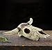 Leoyoubei Aquarium Shape beautification Decoration, Fish Turtle Hidden, Bonsai beautification. Shrimps & Snails Love Them. (Cattle Skull)thumb 3