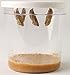 Insect Lore Live Butterfly Growing Kit Toy - 5 Caterpillars to Butterflies - SHIP NOW